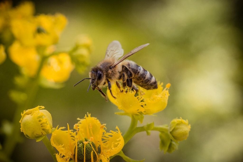 espécies abelhas