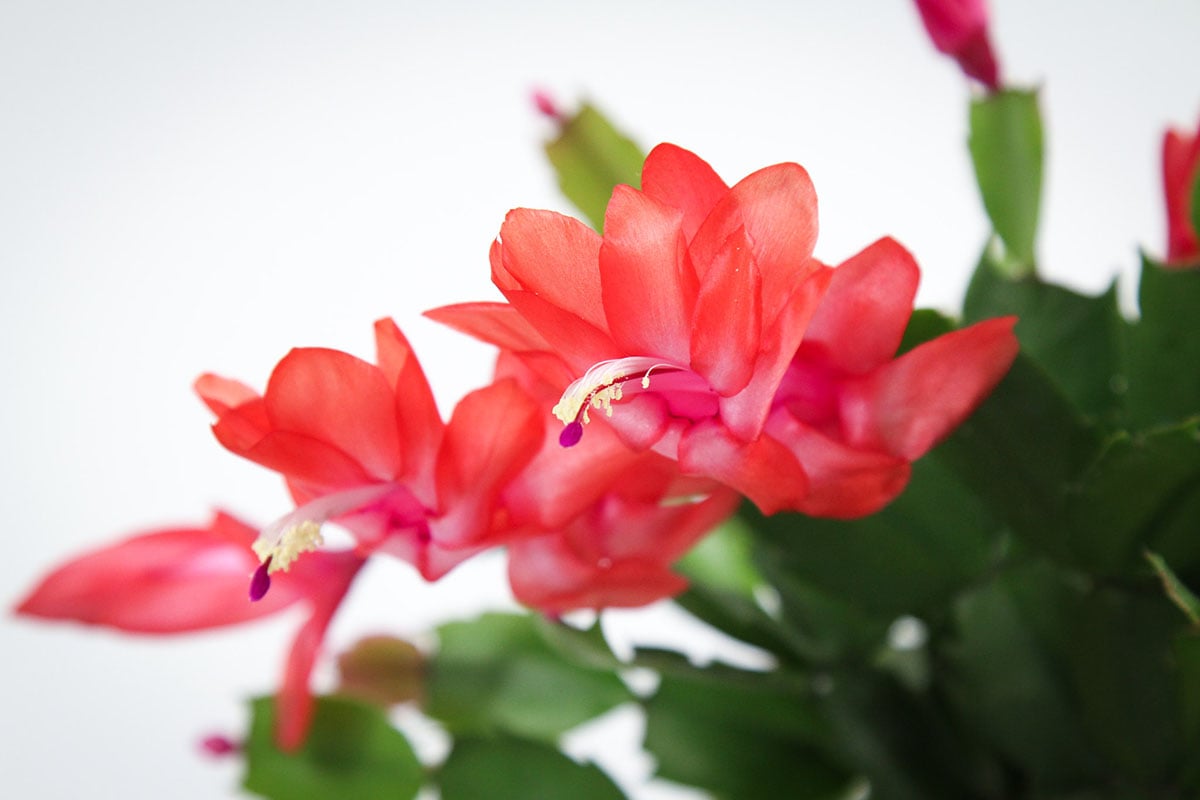 7 dicas para plantar e cuidar da flor de maio - CicloVivo
