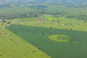 soja pantanal