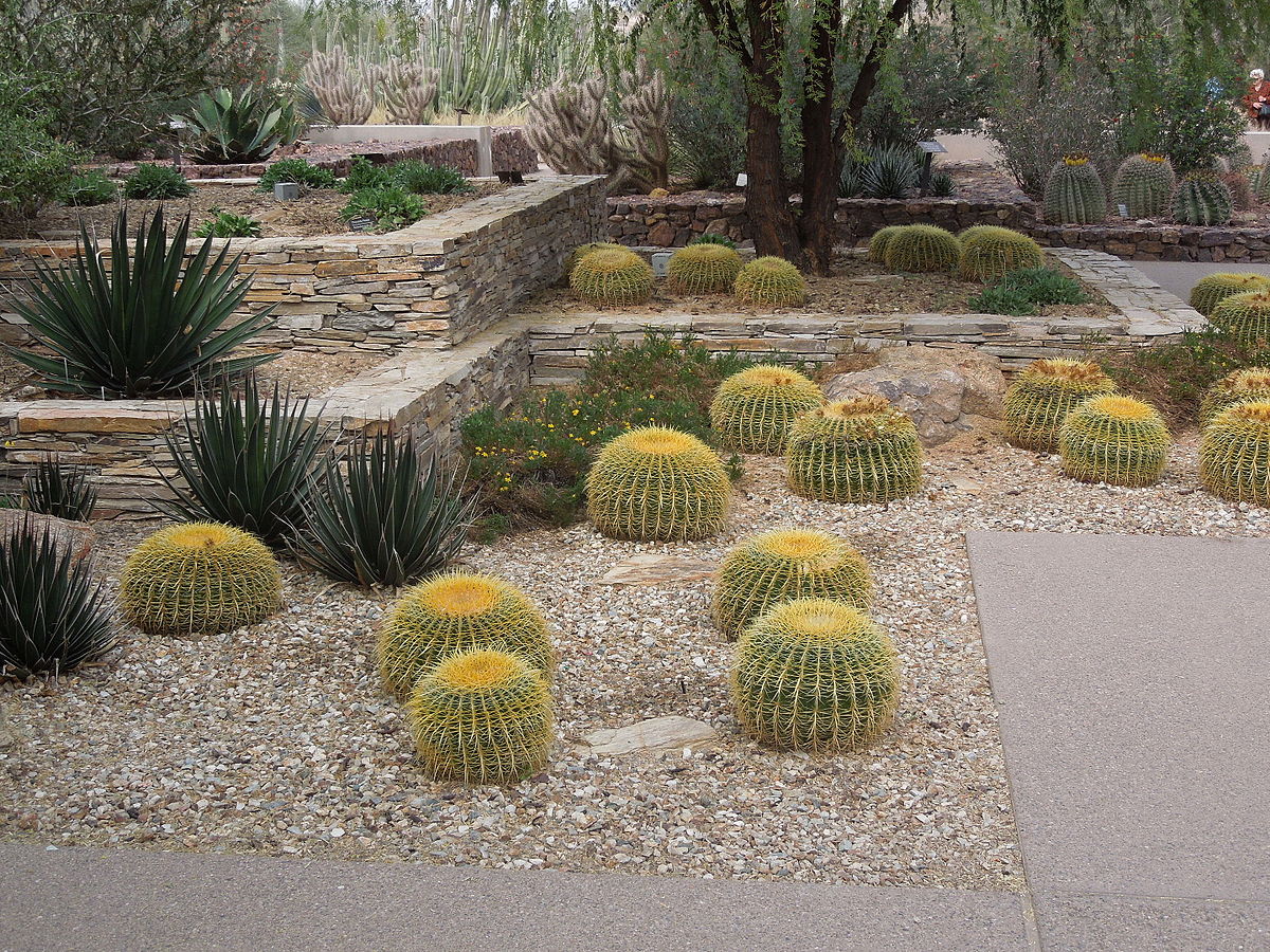 paisagismo feito com plantas do deserto