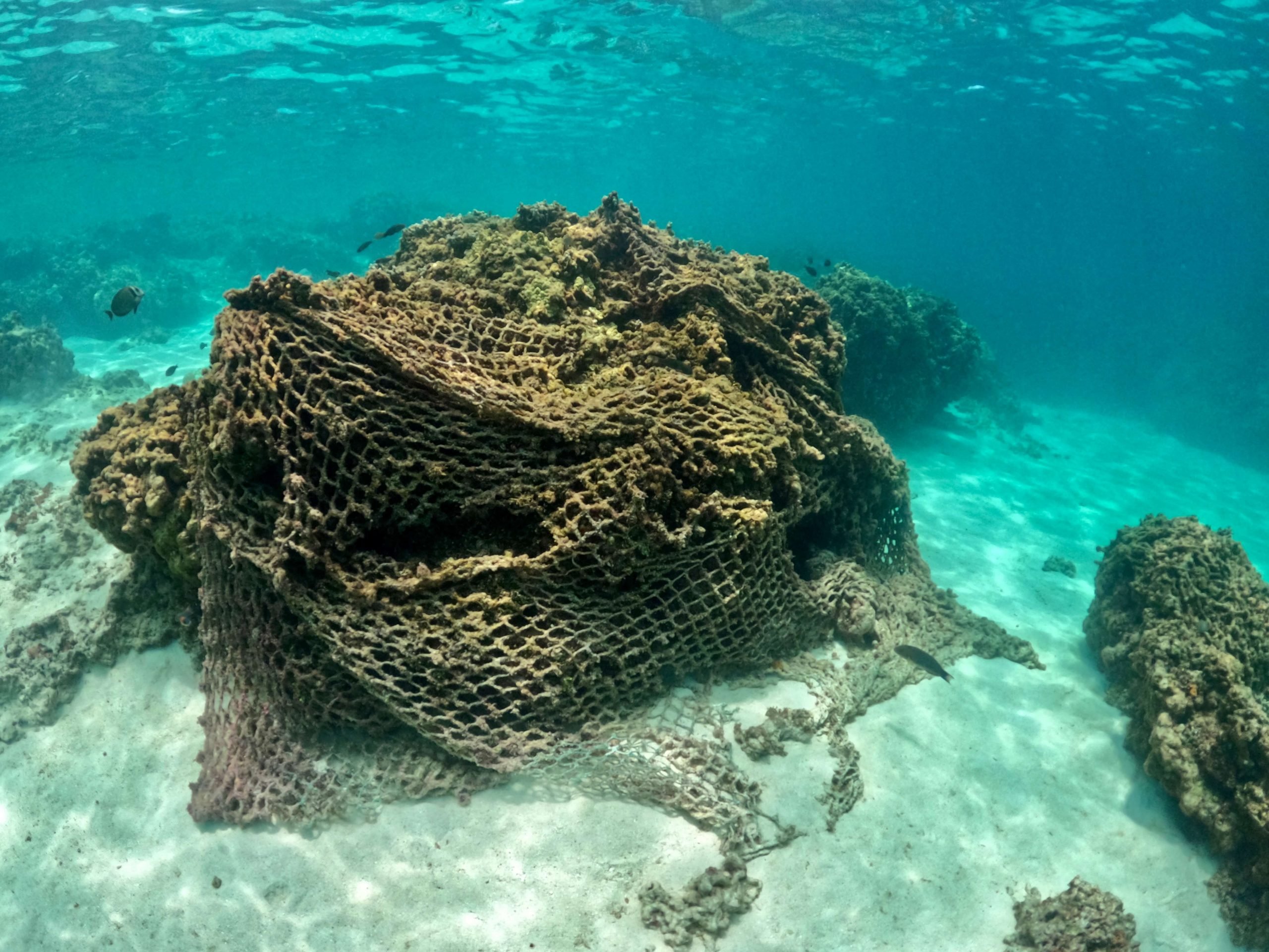 rede de pesca cobrindo coral