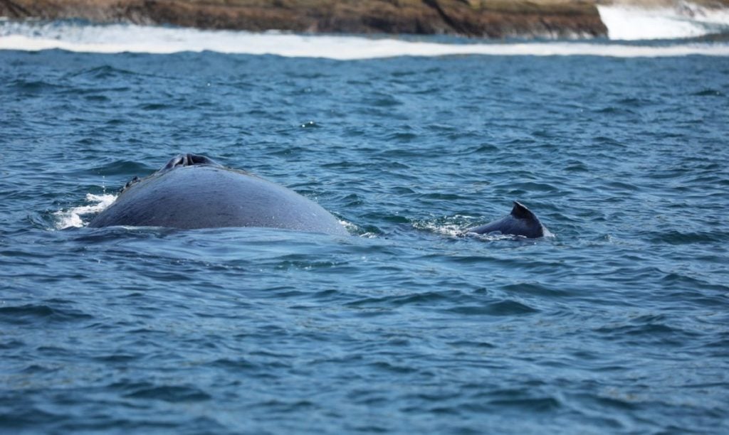 baleias-jubarte 