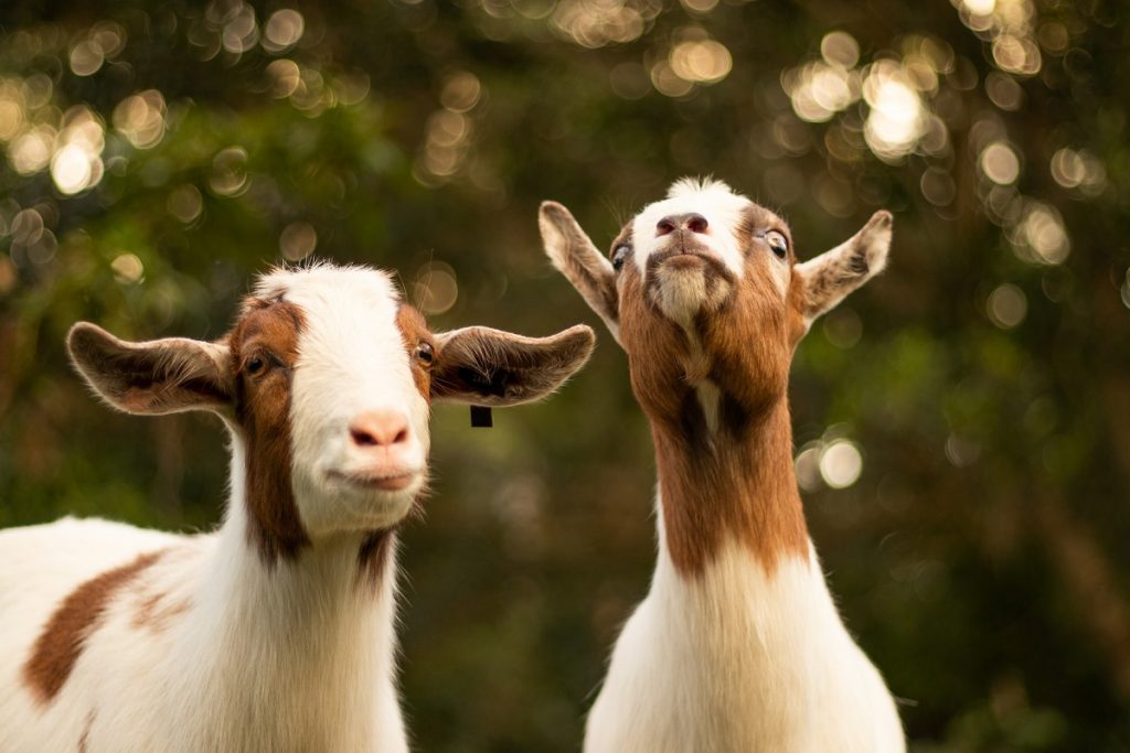 cabras e ovelhas
