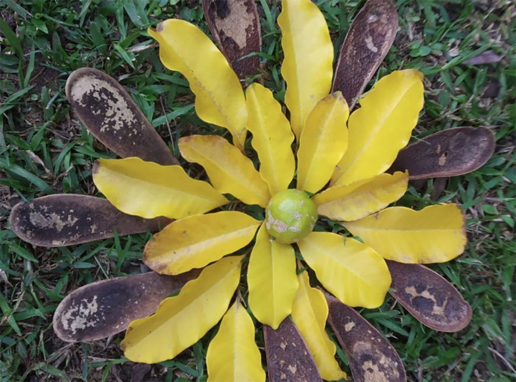 mandala natureza