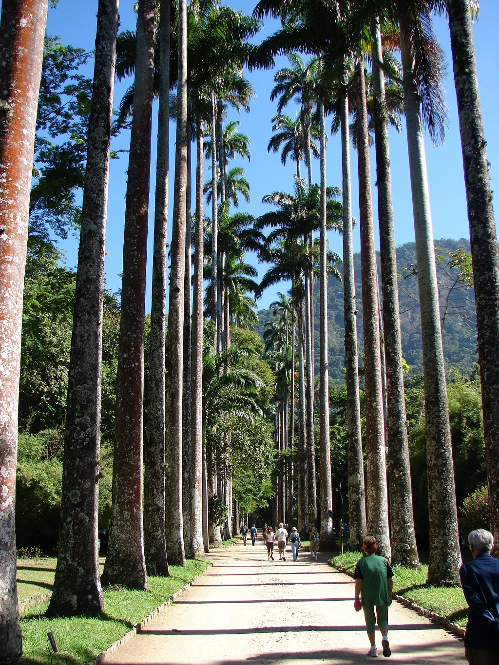 trilha árvore Jardim Botânico