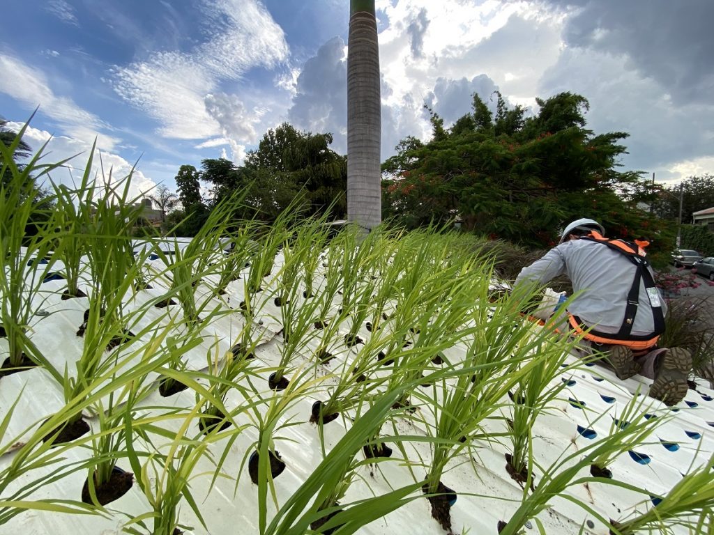 telha hidropônica