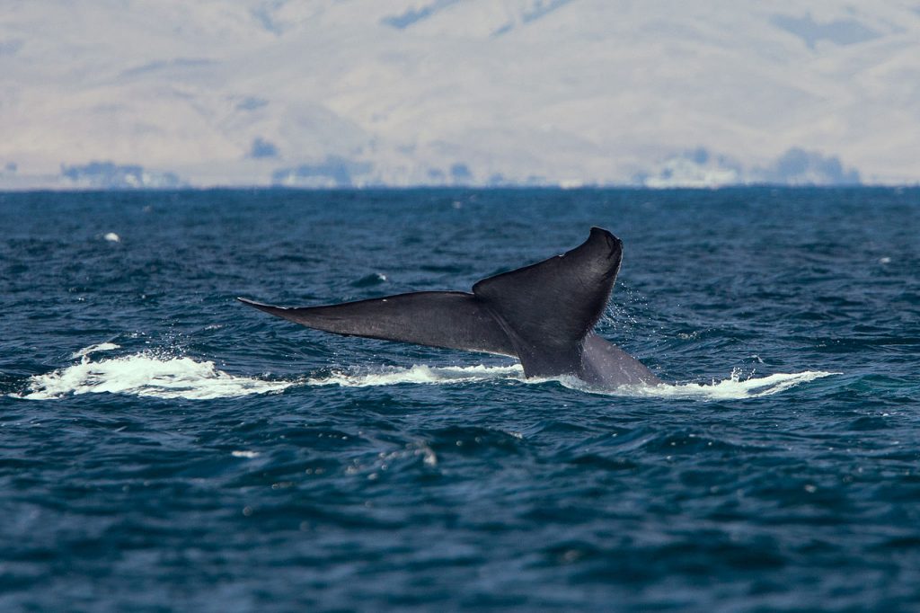 baleia azul rabo