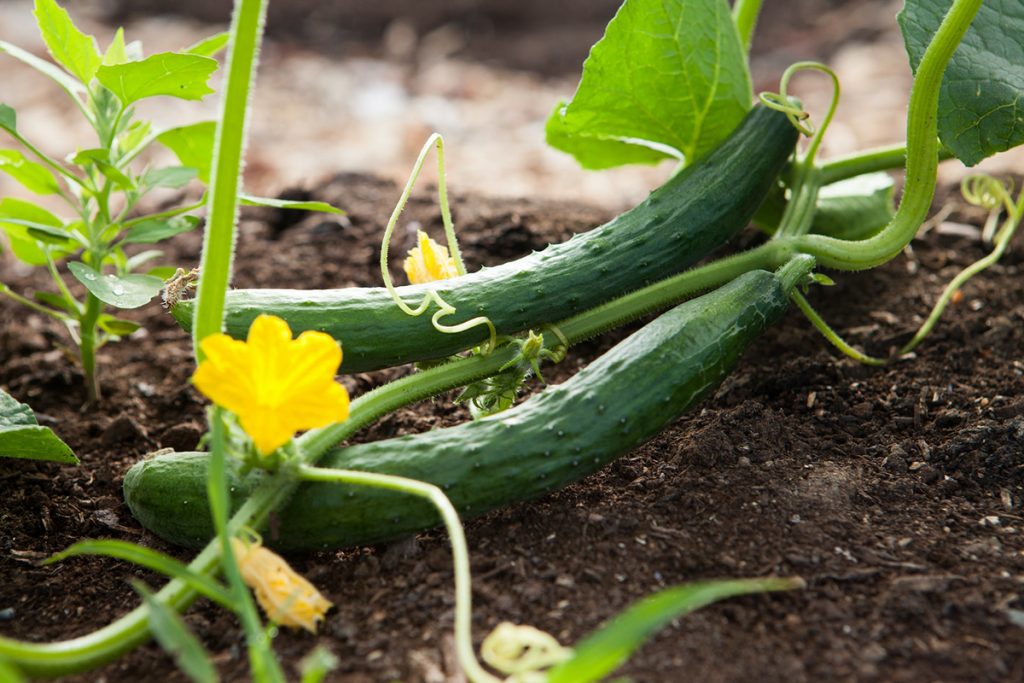 pepino terra