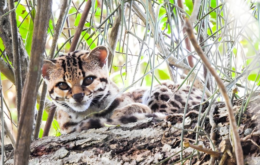 Gato-Maracajá