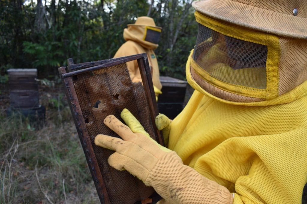apicultor tatu canastra