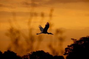 documentário Pantanal