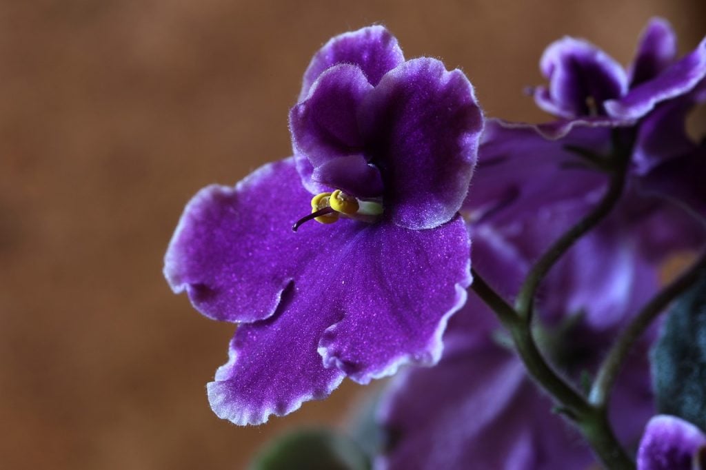 flor violeta roxa flores 
