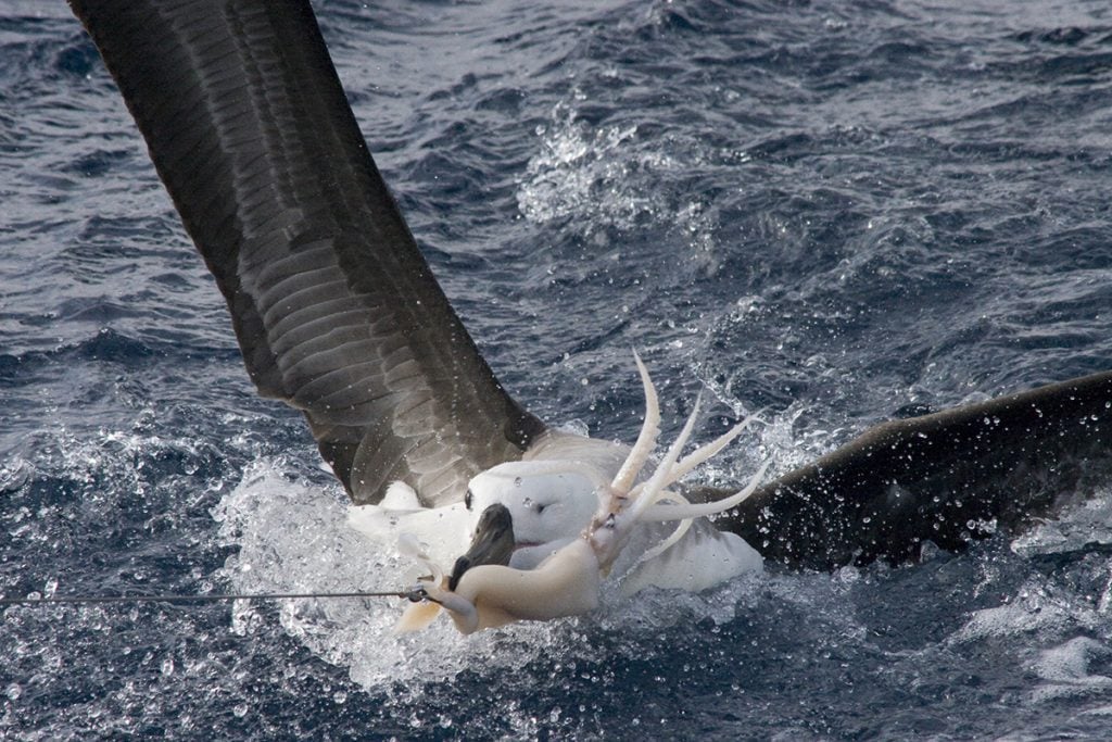 albatroz isca pescadores