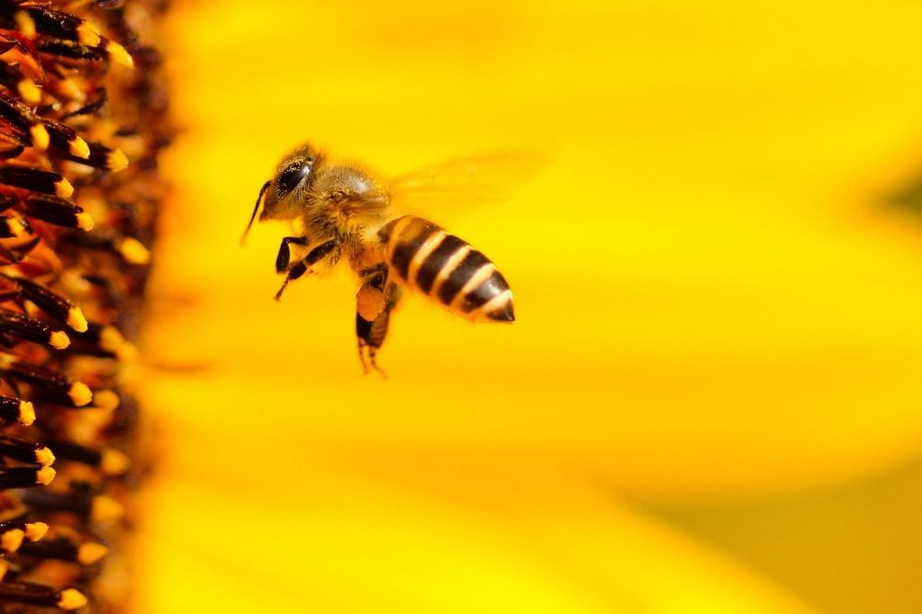 abelha em girassol