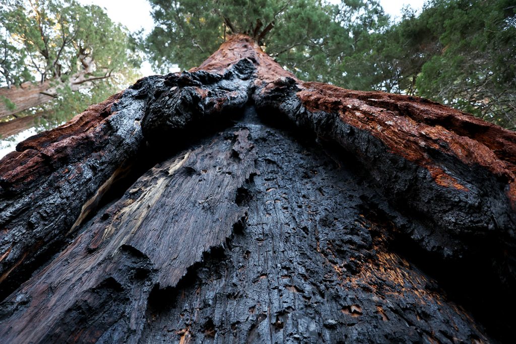 Getty Images mudanças climáticas árvore queimada incêndio