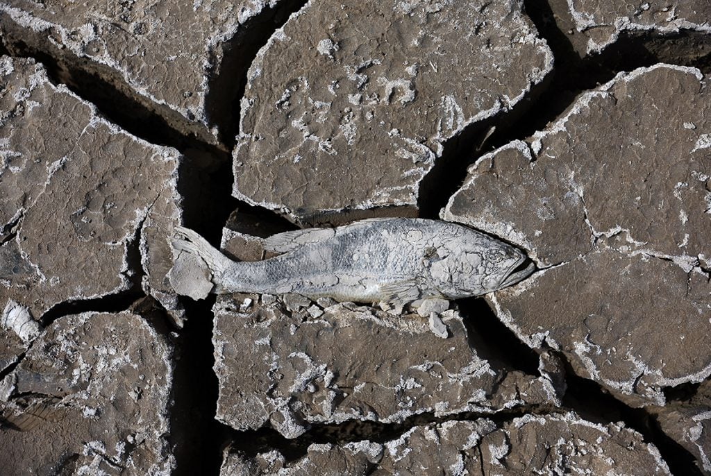 Getty Images mudanças climáticas mega seca lago peixe