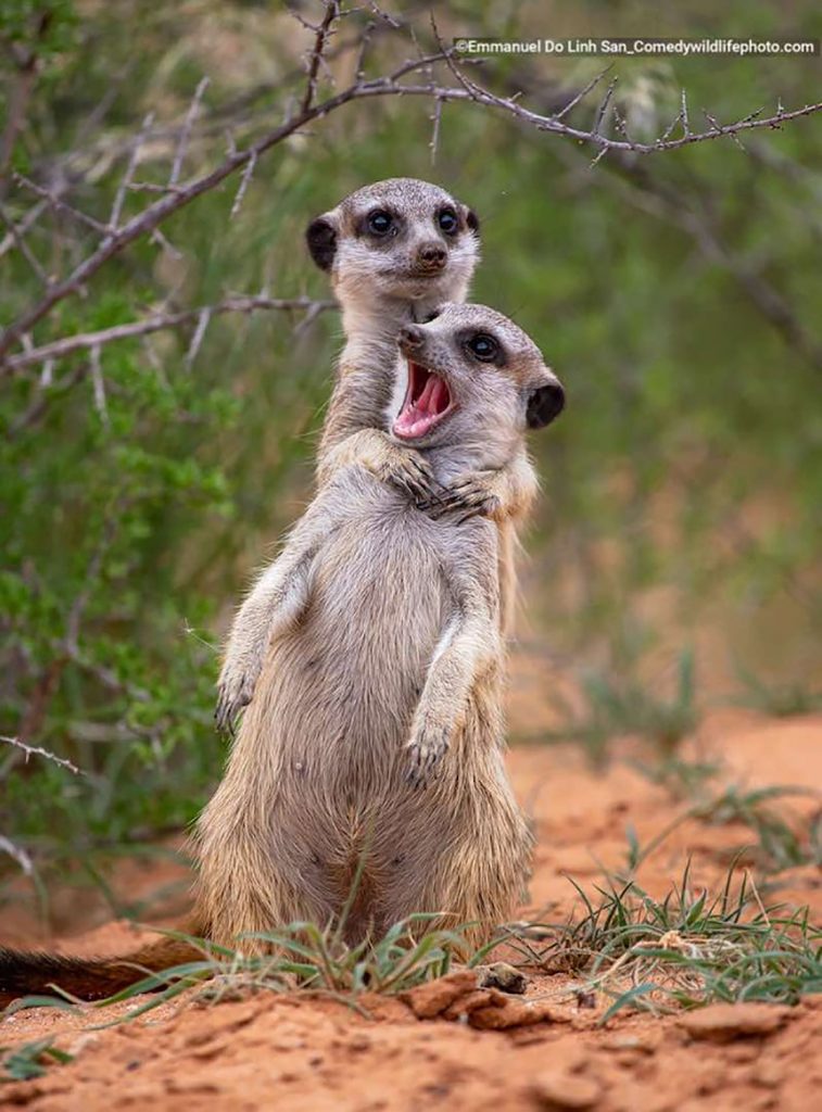 fotos engraçadas suricatos