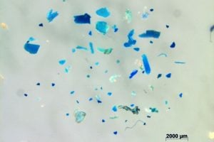 poluição microplástico
