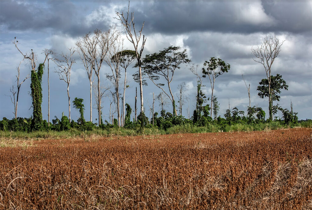 Amazônia degradação