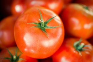 tomates orgânicos