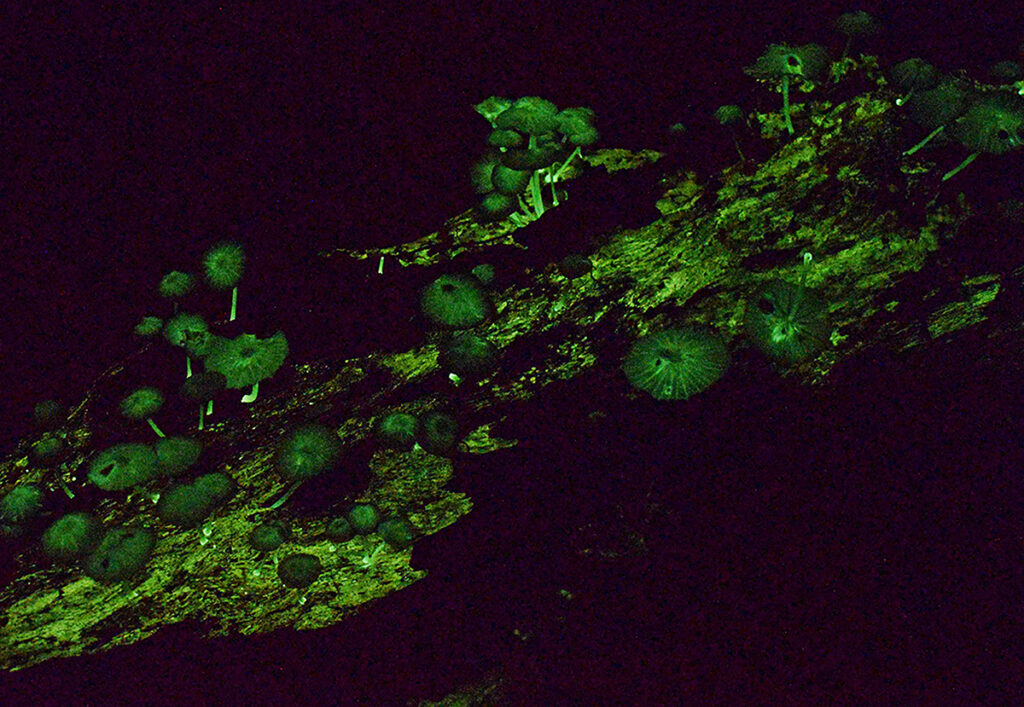 fungos no microscópio