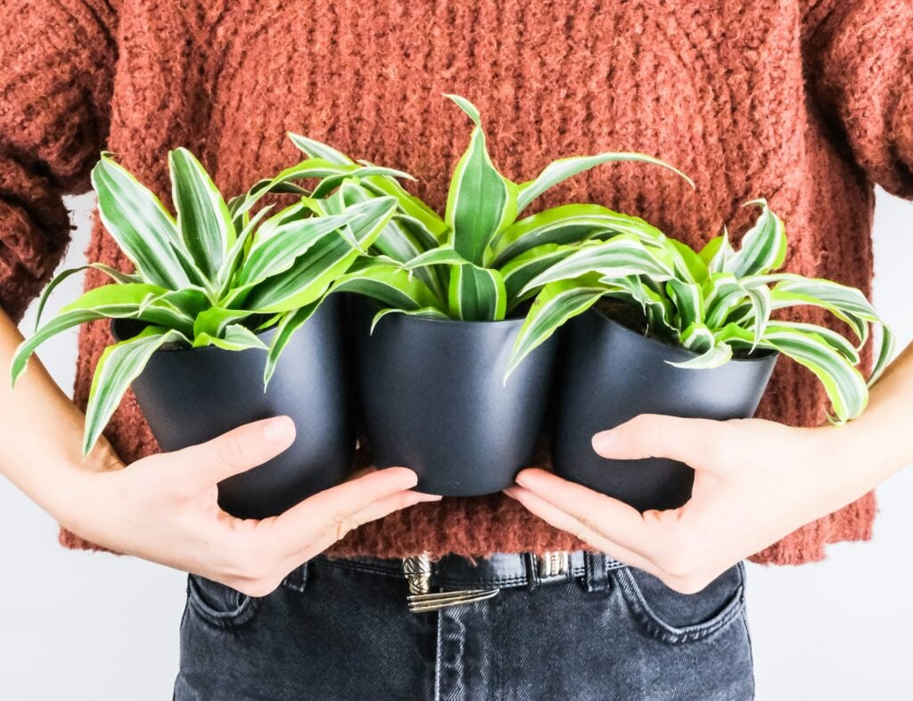 dicas dracaena jardinagem