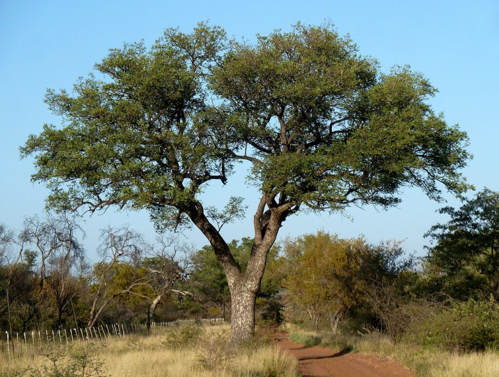 árvore amarula