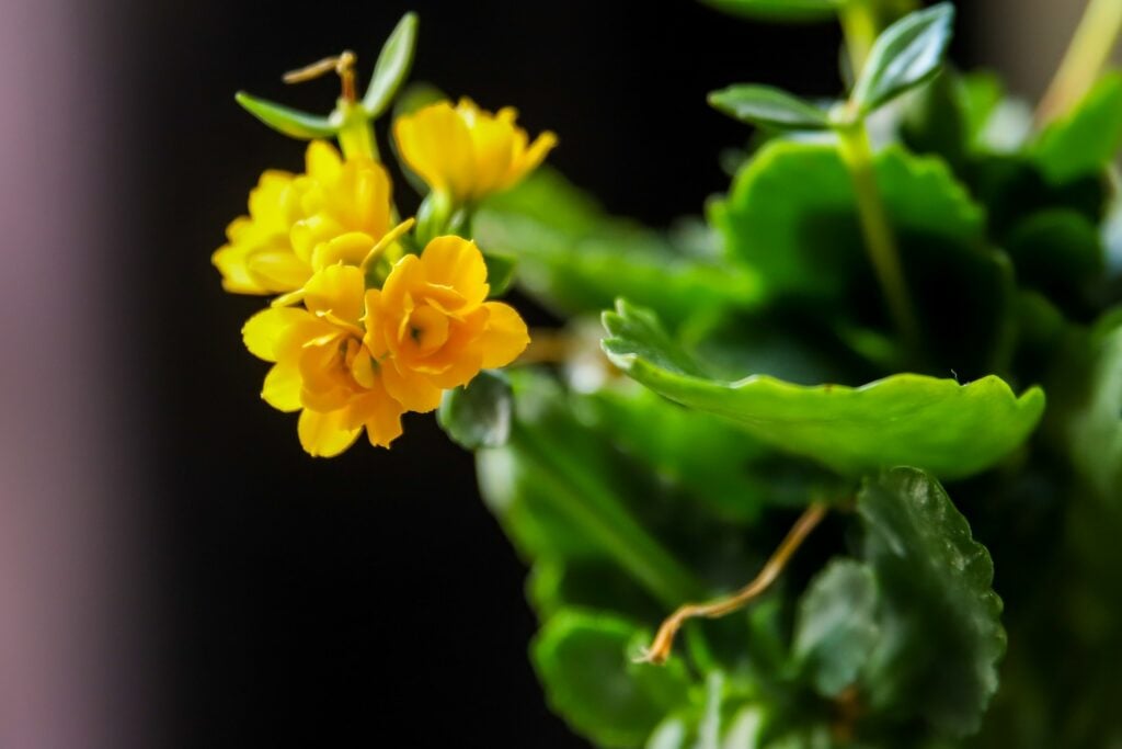 kalanchoe flor amarela