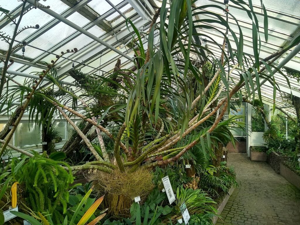 orquídea tigre