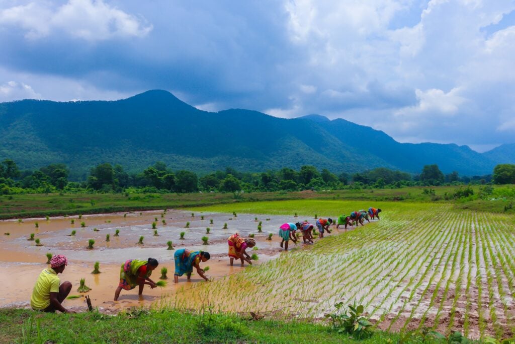 plantação de arroz na Índia.