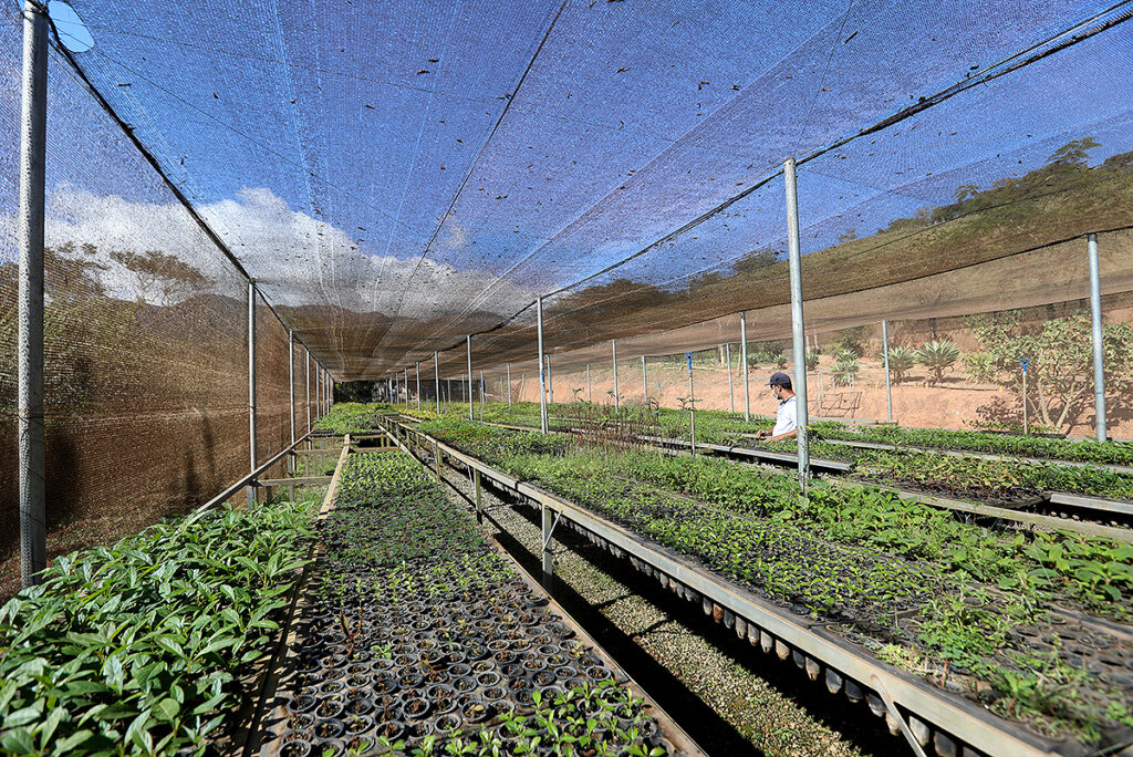 viveiro reflorestamento compensação de carbono