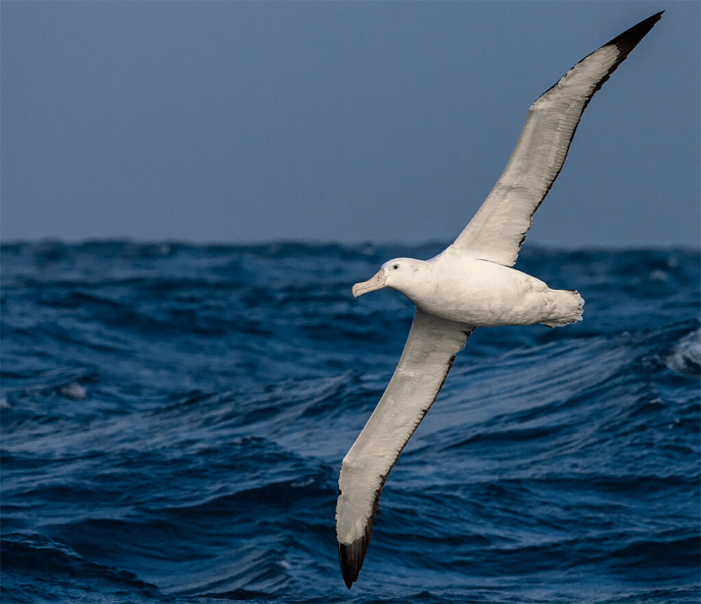 albatroz envergadura