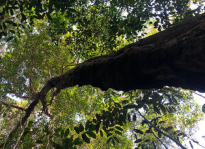 Árvore Amazônia