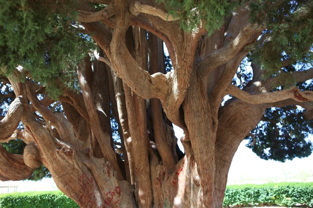 árvores mais antigas do mundo