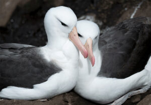 casal albatroz
