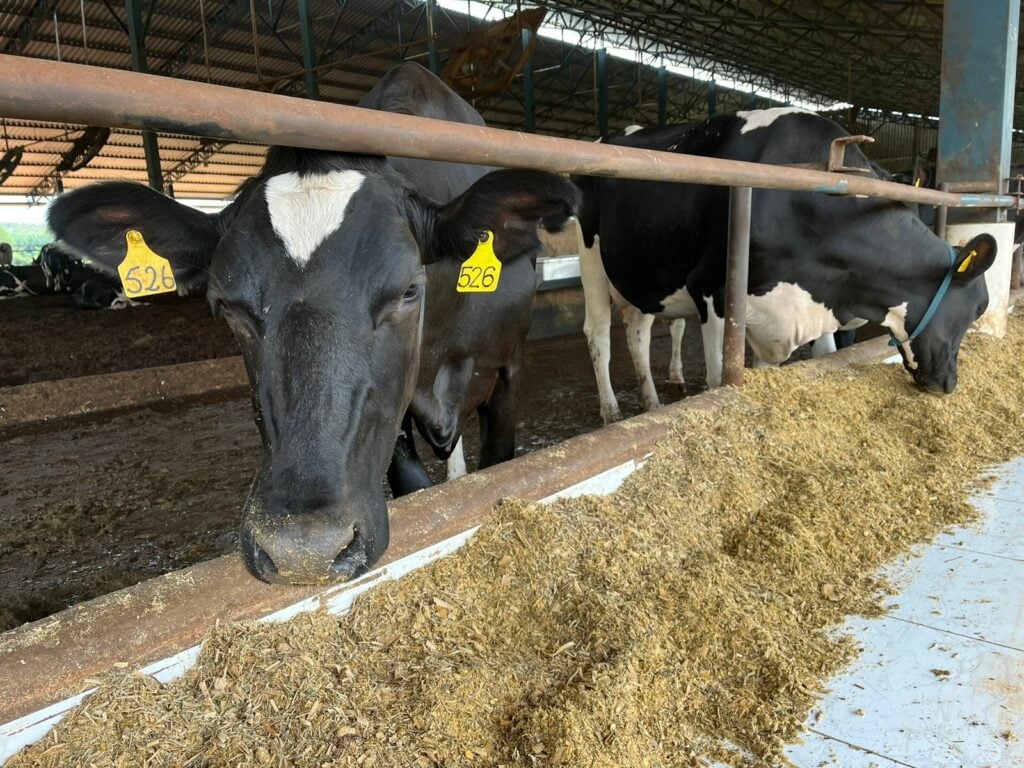 vaca fazenda leite