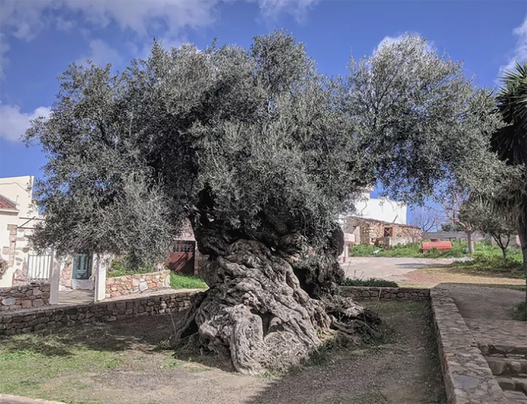oliveira de vouves árvores antigas