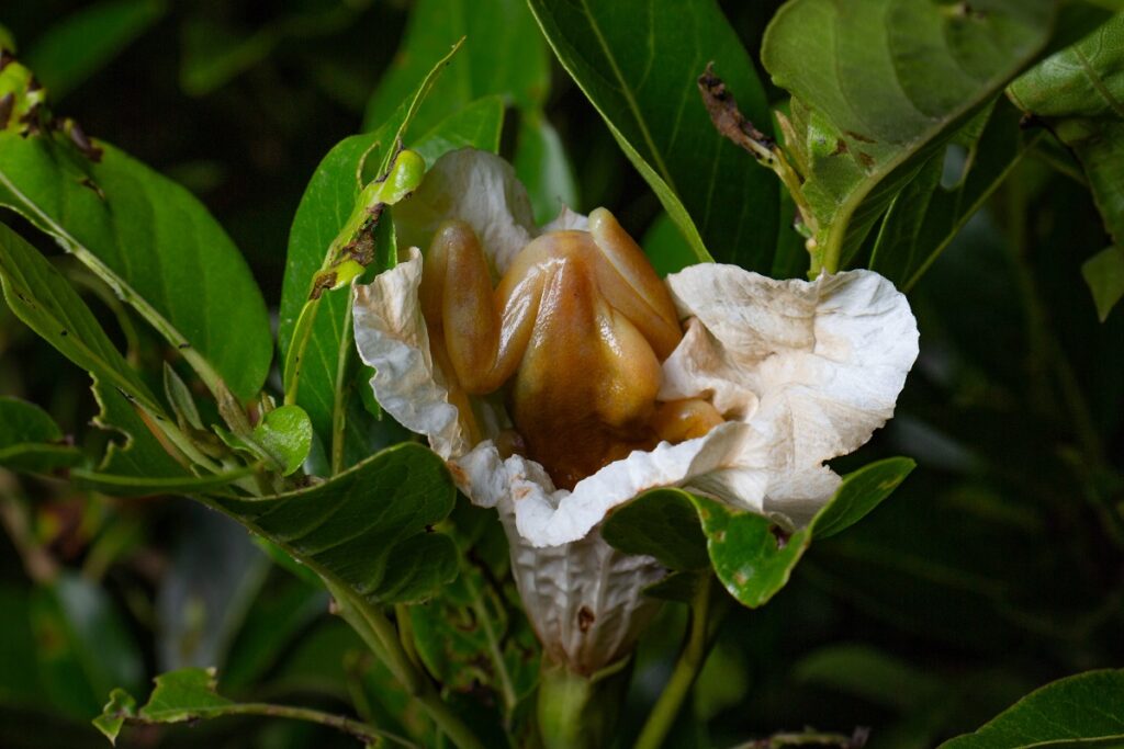perereca polinizadora