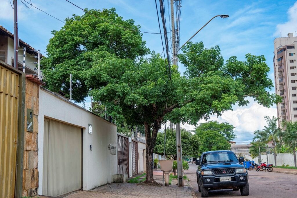 Qualquer um pode plantar árvores nas calçadas, desde que siga regras, diz  ambientalista – SAAP
