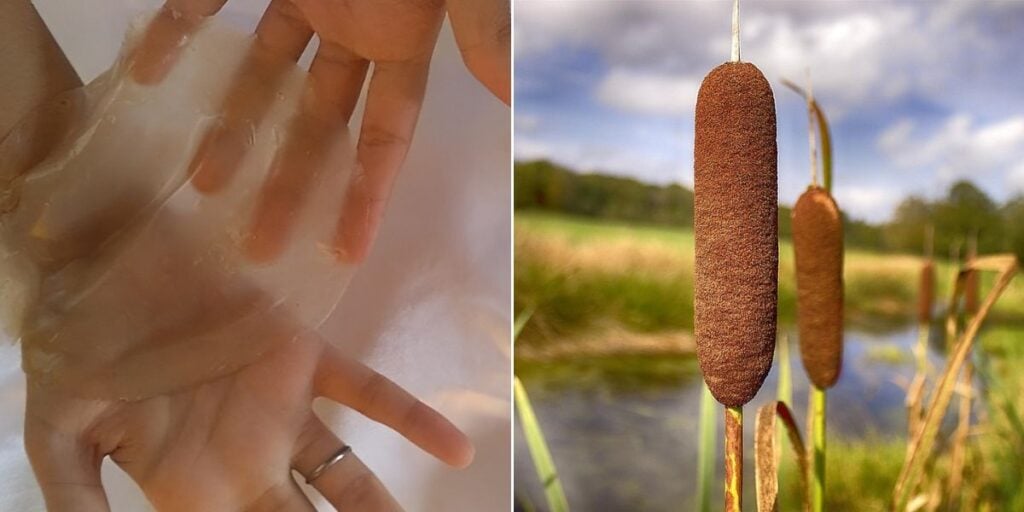 bioplástico taboa