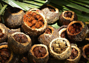 castanha amazônia