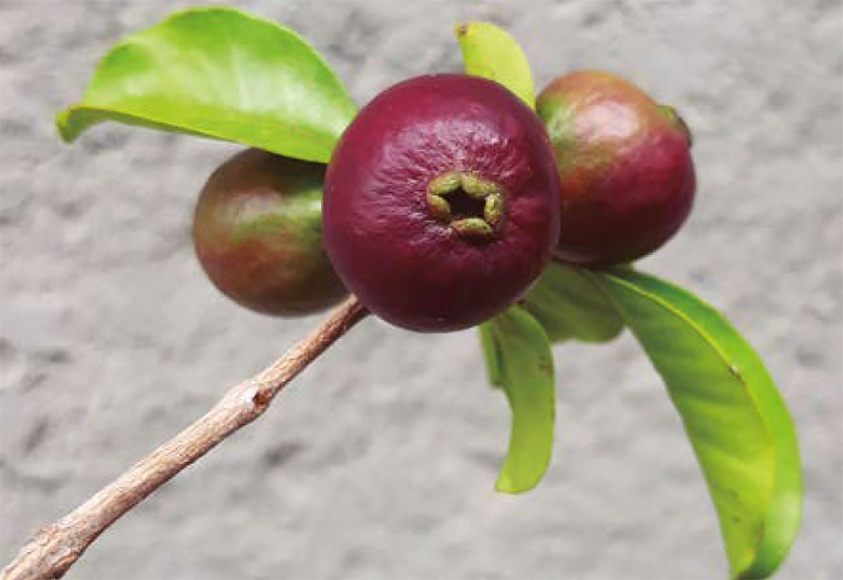 Araçá-roxo