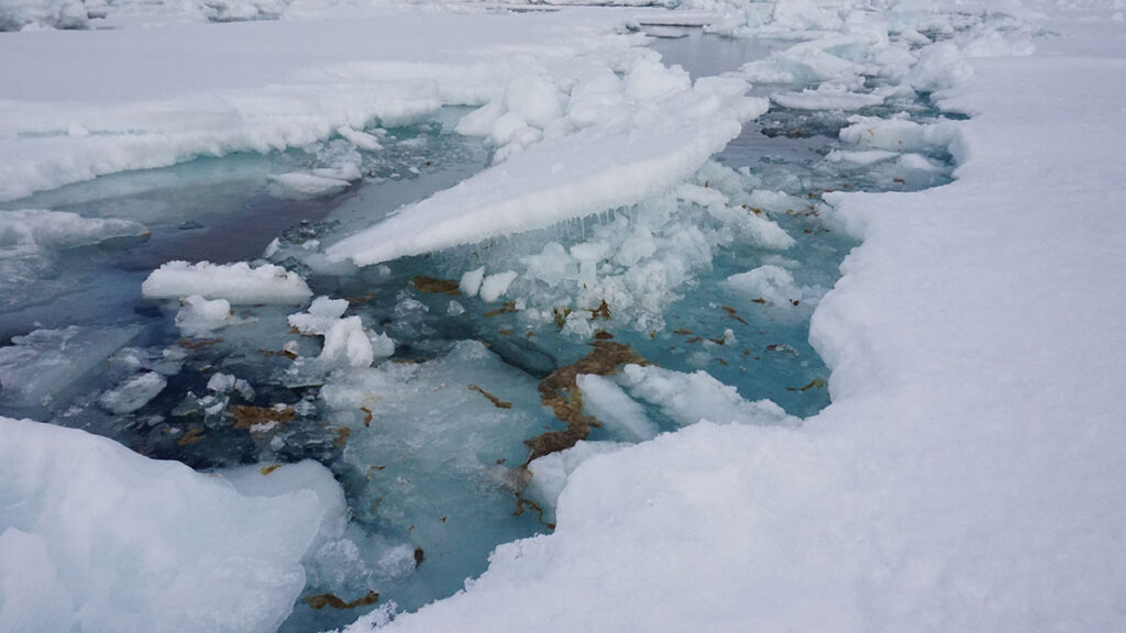 microplásticos ártico gelo algas
