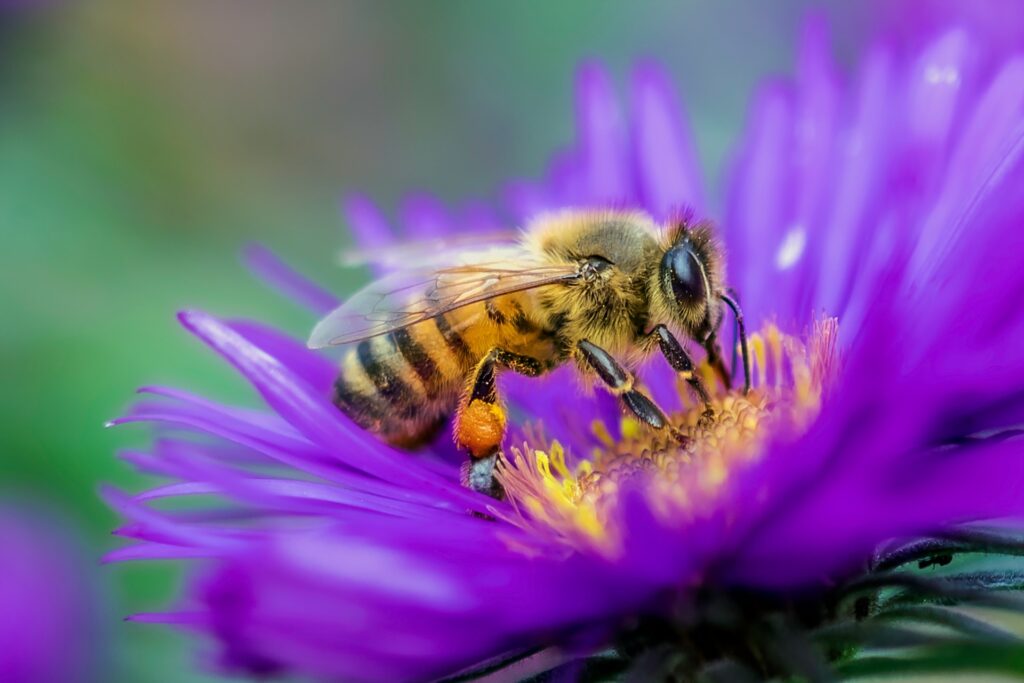 abelha flor