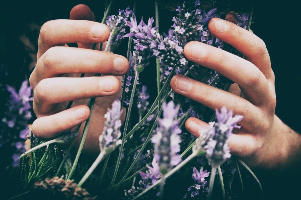 plantas sentem planta mão lavanda