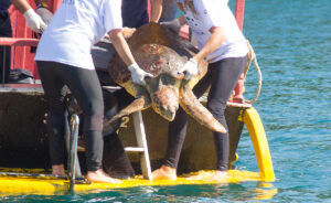 tartarugas marinhas reabilitação