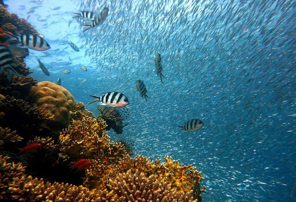 bolsas de estudos oceanos