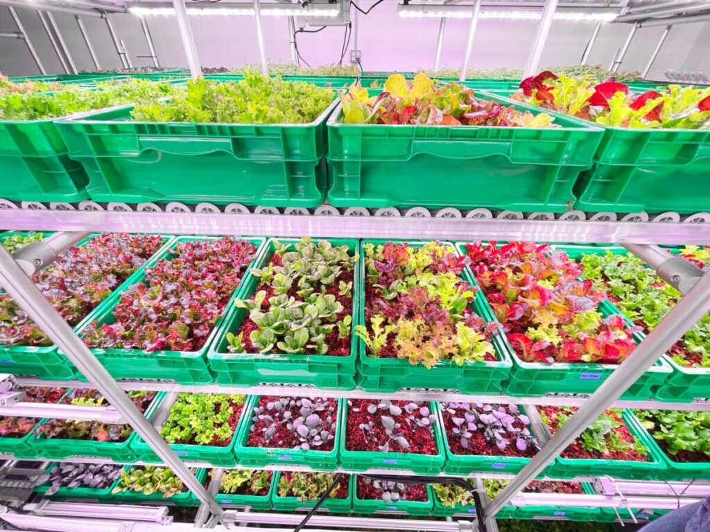 cultivo vertical