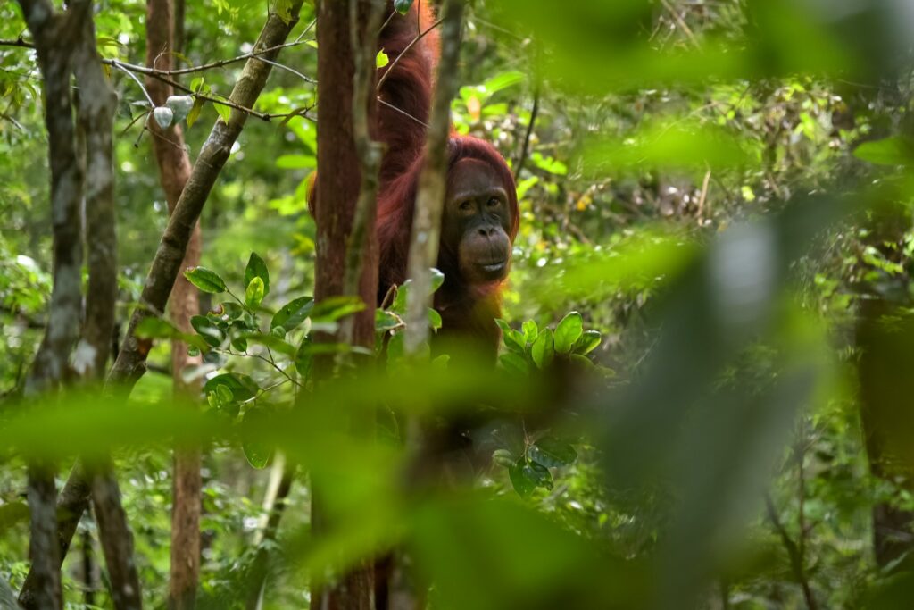 espécies ameaçadas orangotango