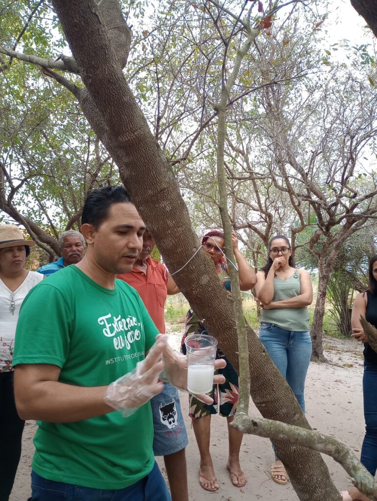 mangabeira cicatrizante